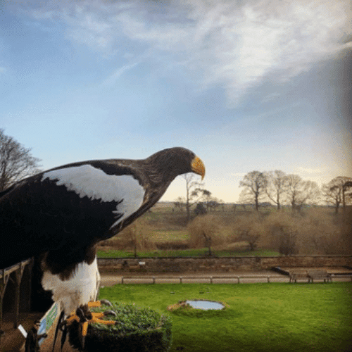 Falconry UK